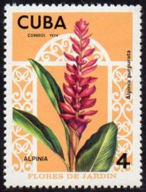 Alpinia purpurata