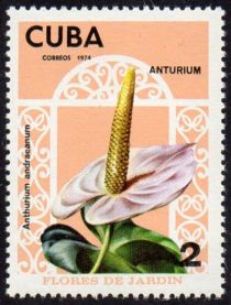 Anthurium andraeanum