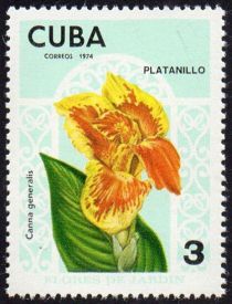 Canna generalis