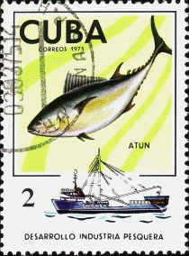 Tuna (Thunnus sp.)