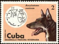 Hookworm (Ancylostoma caninum), Dog (Canis lupus familiaris)