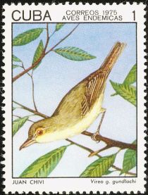 Cuba-Vireo (Vireo gundlachii)