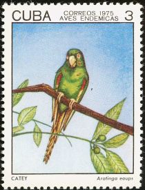 Cuban Parakeet (Aratinga euops)