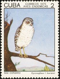 Bare-legged Owl (Gymnoglaux lawrenci)