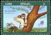 Cuban Pygmy-Owl (Glaucidium siju)