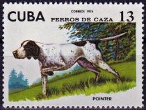 English Pointer (Canis lupus familiaris)