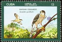 Gundlach's Hawk (Accipiter gundlachi)