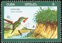 Cuban Tody (Todus multicolor)