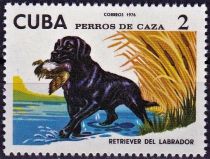 Labrador Retriever (Canis lupus familiaris)