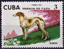 Borzoi (Canis lupus familiaris)