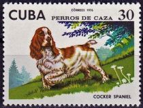 Cocker-Spaniel (Canis lupus familiaris)