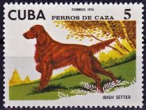 Irish Setter (Canis lupus familiaris)