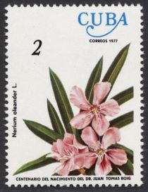 Nerium oleander