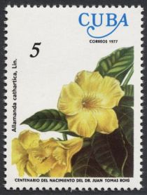 Golden Trumpet (Allamanda cathartica)