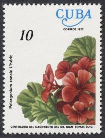 Horseshoe Geranium (Pelargonium zonale)