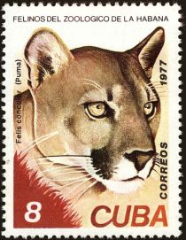 Cougar (Felis concolor)