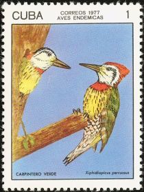 Cuban Green Woodpecker (Xiphidiopicus percussus)