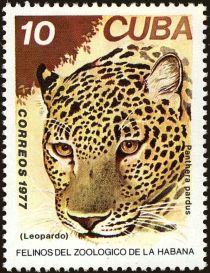 Leopard (Panthera pardus)