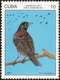 Cuban Blackbird (Atroviolacea dives)