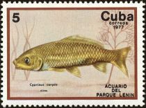 Common Carp (Cyprinus carpio)