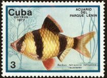 Tiger Barb (Barbus tetrazona)