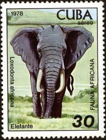 African Elephant (Loxodonta africana)