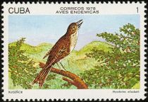 Cuban Solitaire (Myadestes elisabeth)