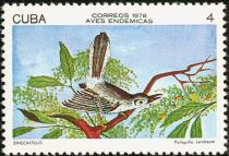 Cuban Gnatcatcher (Polioptila lembeyei)