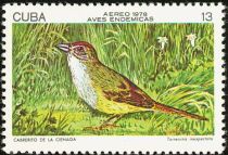 Cuban Sparrow (Torreornis inexpectata)