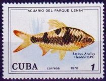 Arulius Barb (Barbus arulius)