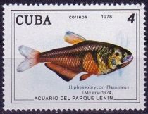 Rio Flame Tetra (Hyphessobrycon flammeus)