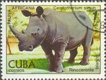 White Rhinoceros (Ceratotherium simum)