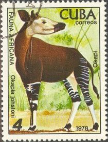 Okapi (Okapia johnstoni)