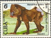 Mandrill (Mandrillus sphinx)