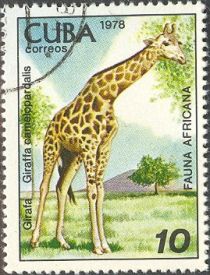 Giraffe (Giraffa camelopardalis)