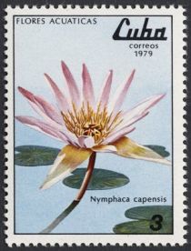 Nymphaea capensis