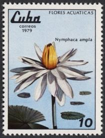 Dotleaf Water Lily (Nymphaea ampla)