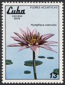 Nymphaea caerulea