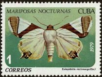 Moth (Eulepidotis rectimargo)