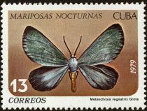 Moth (Melanchroia regnatrix)