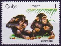 Chimpanzee (Pan troglodytes)