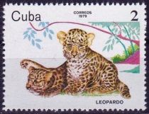 Leopard (Panthera pardus)