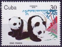 Giant Panda (Ailuropoda melanoleuca)