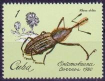 Weevil (Rhina oblita)