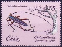 Longhorn Beetle (Pinthocoelium columbinum)