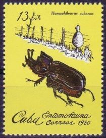 Beetle (Homophileurus cubanus)