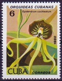 Epidendrum cochleatum