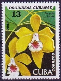 Encyclia fucata