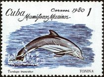 Common Bottlenose Dolphin (Tursiops truncatus)