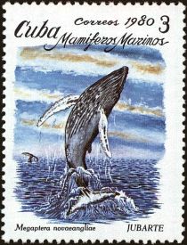 Humpback Whale (Megaptera novaeangliae)